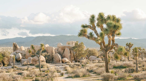 A desert vista with boulders and Joshua trees.
