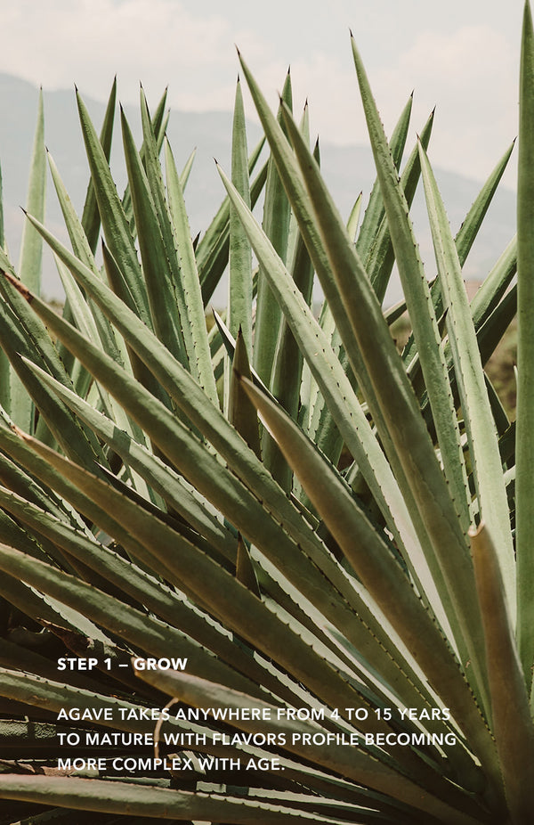 Step 1: Grow - close up on agave leaves.